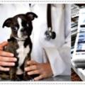 Are veterinary expenses deductible?