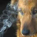 Secondhand smoke damage on our pets