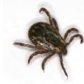 The ticks are back