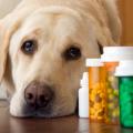 Farmaci veterinari con e senza ricetta nelle parafarmacie