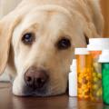 Veterinary drugs with and without prescription in parapharmacies
